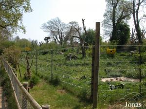 Enclos des loups à crinière