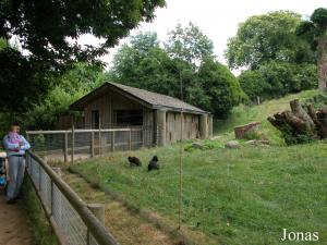 Enclos des macaques des Célèbes