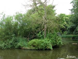 Île des tamarins lions