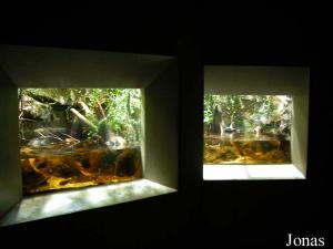 Vivarium