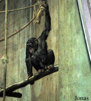 Chimpanzé d'Afrique occidentale