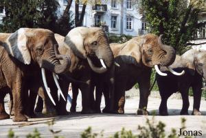 Malayka, Heri et Ruaha, éléphantes d'Afrique