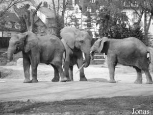 Maya, Yoga et Rosy