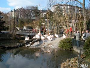 Étang des pélicans blancs