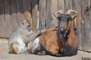 Macaque crabier et chèvre naine