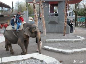 Tour à dos d'éléphant