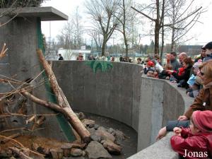 Fosse des macaques japonais