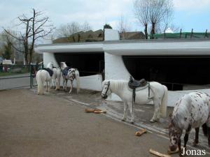 Enclos des poneys