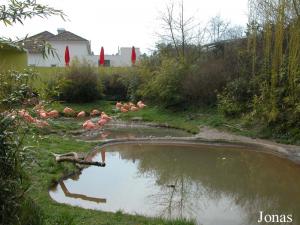 Enclos des flamants et oiseaux aquatiques