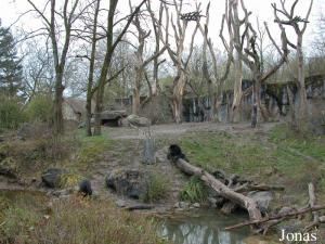 Installation des ours à lunettes et des coatis