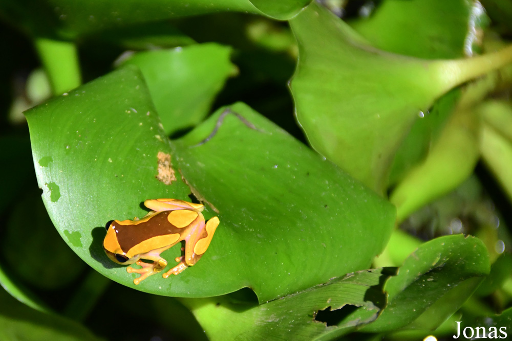 Dendropsophus leucophyllatus / Macouria