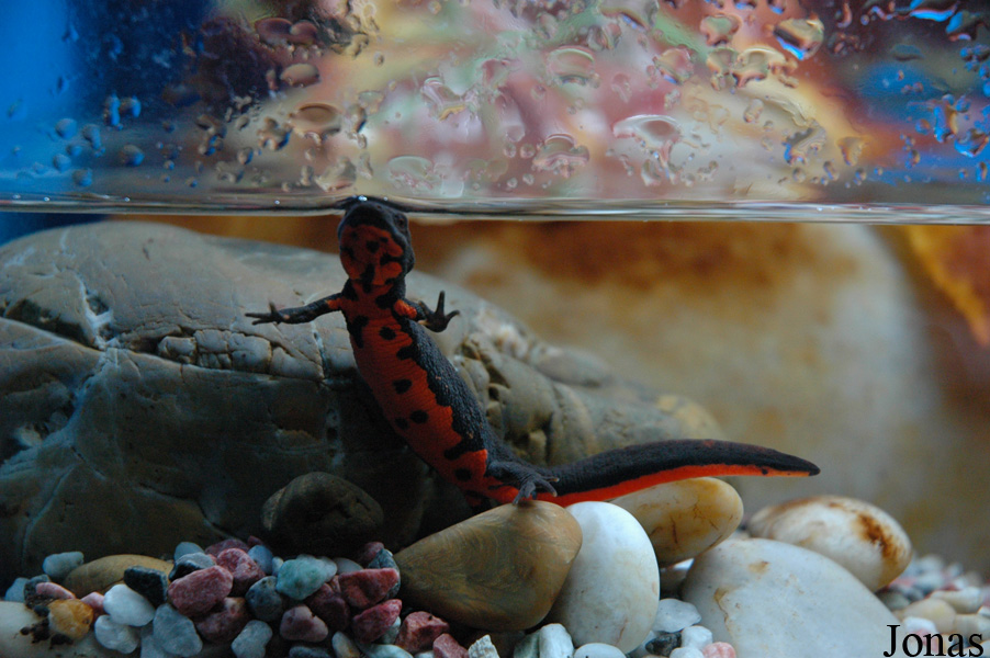 Cynops orientalis