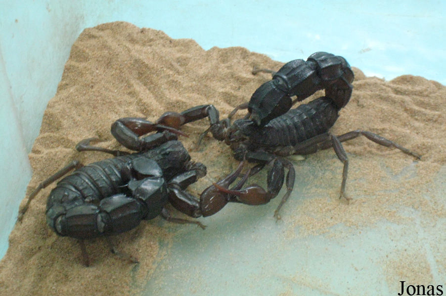 Androctonus crassicauda