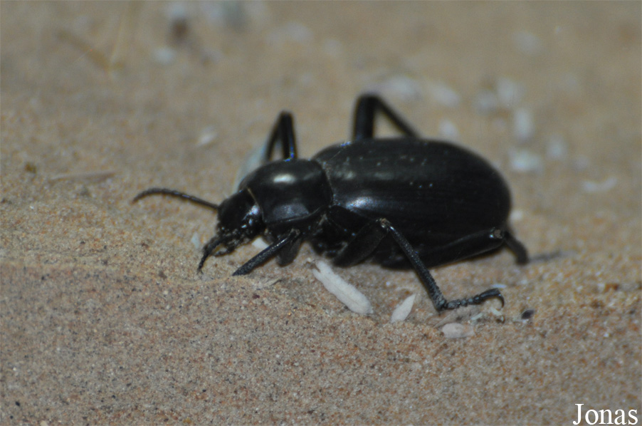 Calosoma imbricatum