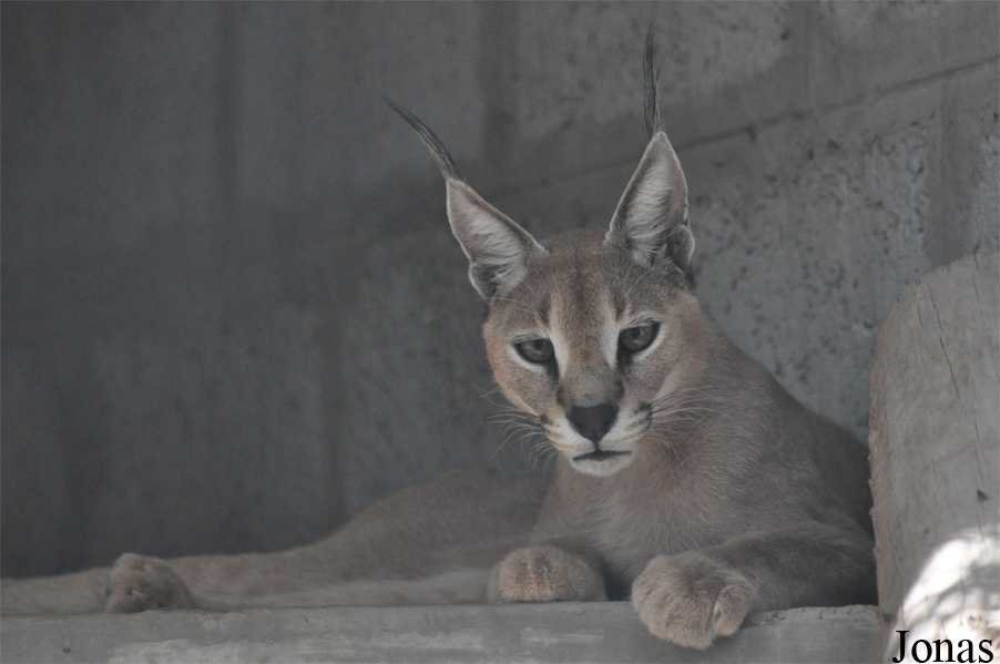 Caracal caracal schmitzi
