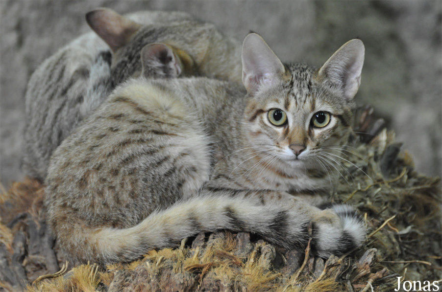 Felis silvestris gordoni