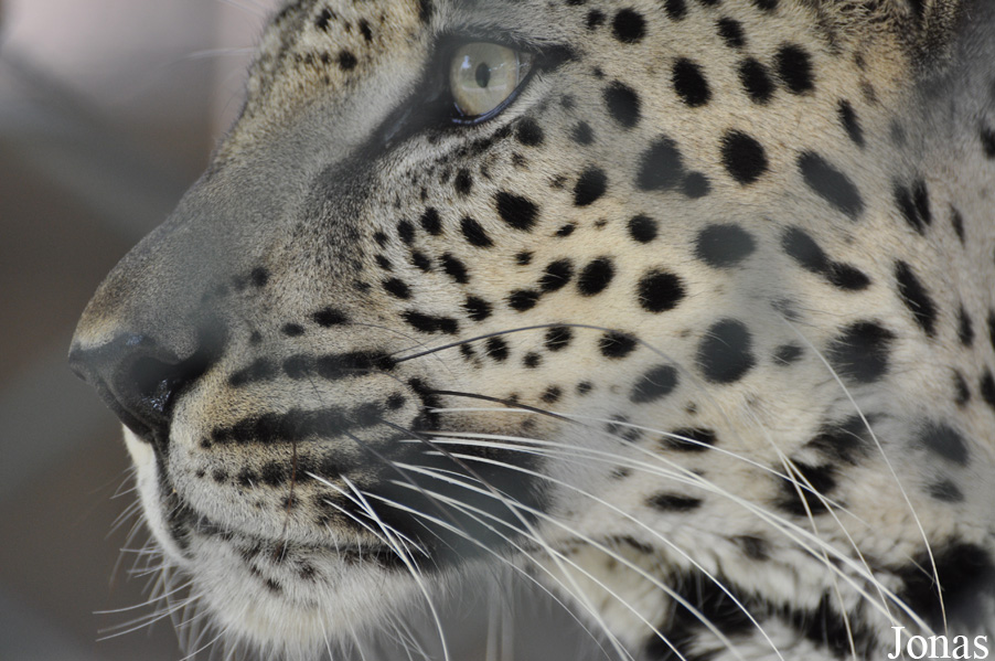 Panthera pardus nimr