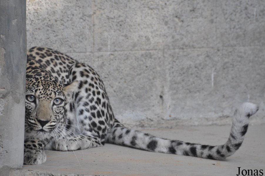 Panthera pardus nimr