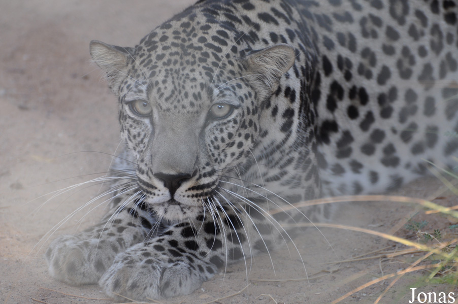 Panthera pardus nimr