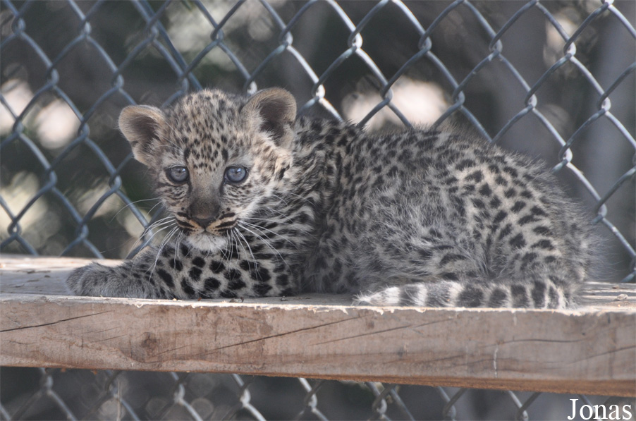 Panthera pardus nimr