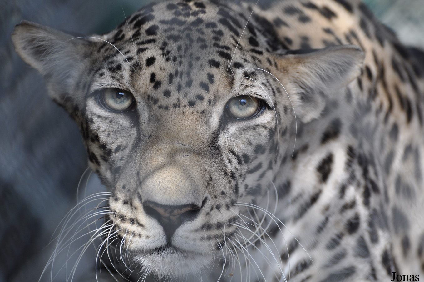 Panthera pardus nimr