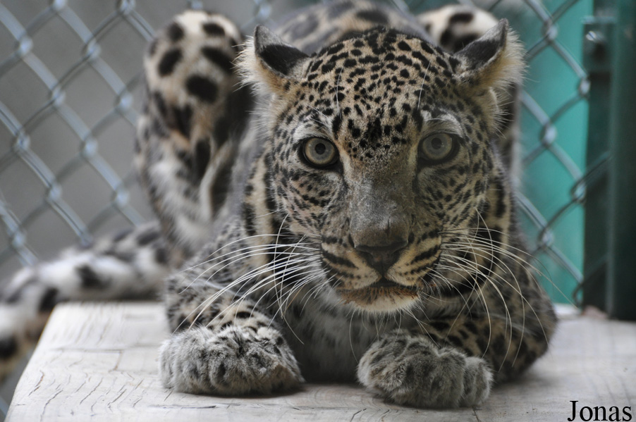 Panthera pardus nimr