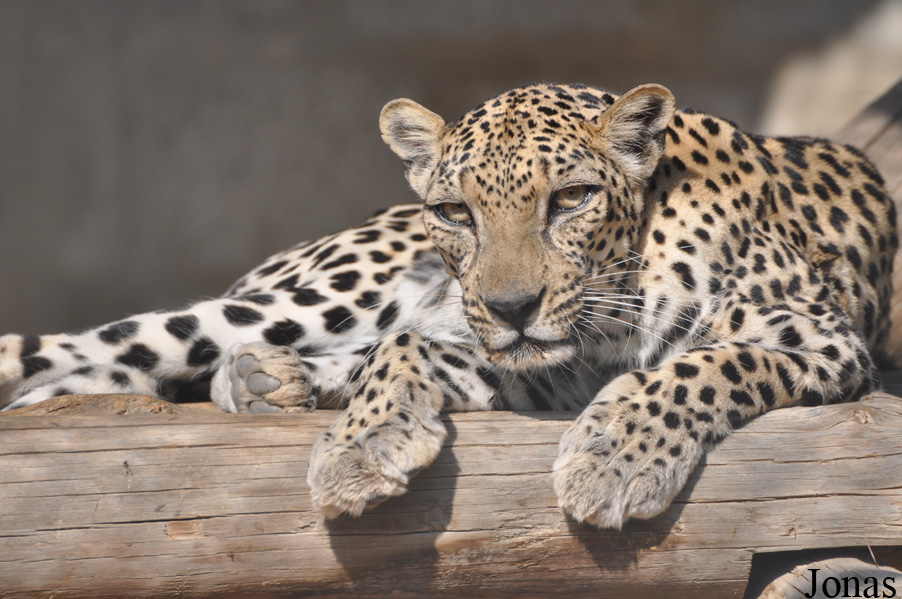Panthera pardus nimr
