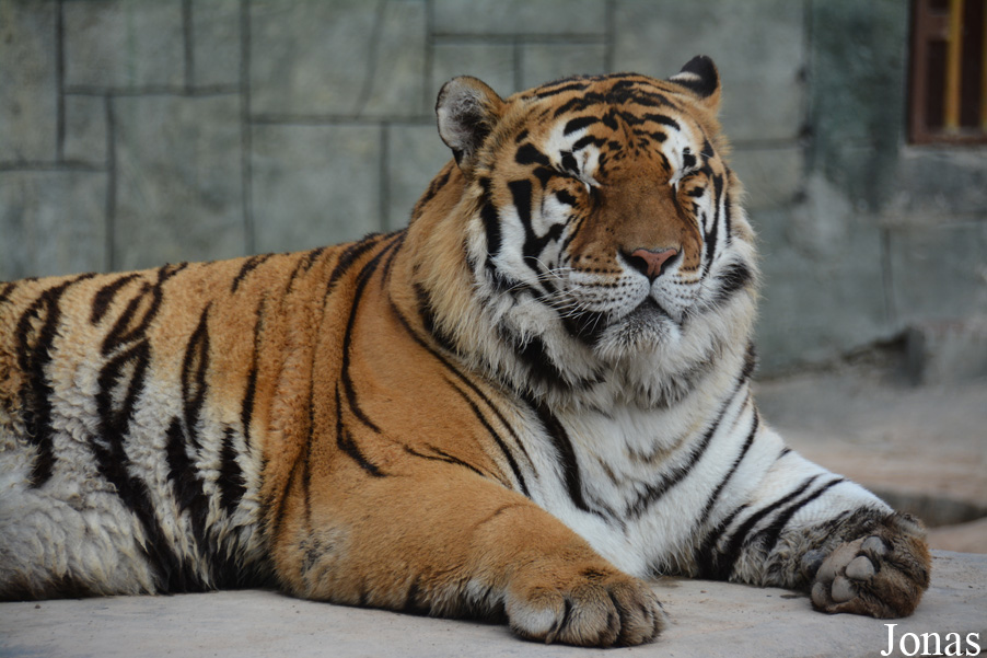 Panthera tigris