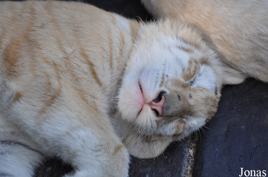Panthera tigris blanc