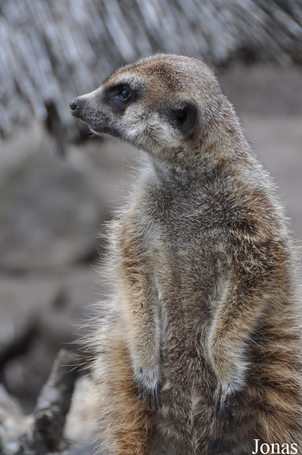 Suricata suricatta