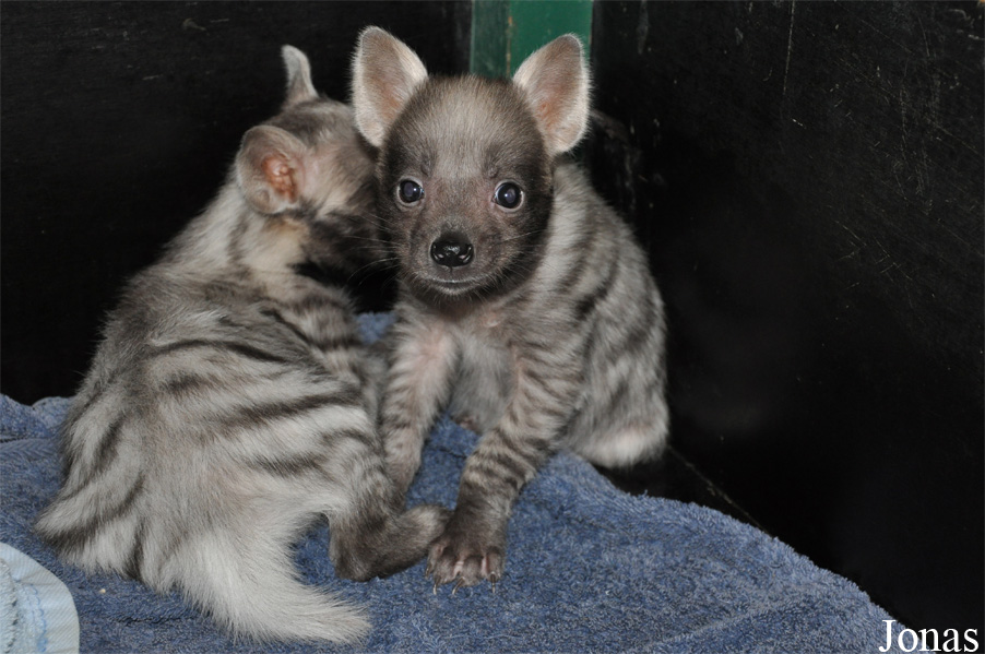 Hyaena hyaena sultana