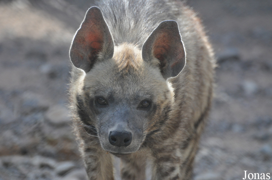 Hyaena hyaena sultana