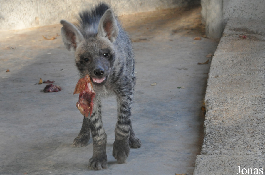 Hyaena hyaena sultana