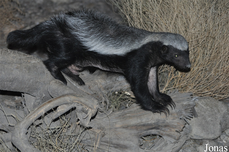Mellivora capensis pumilio