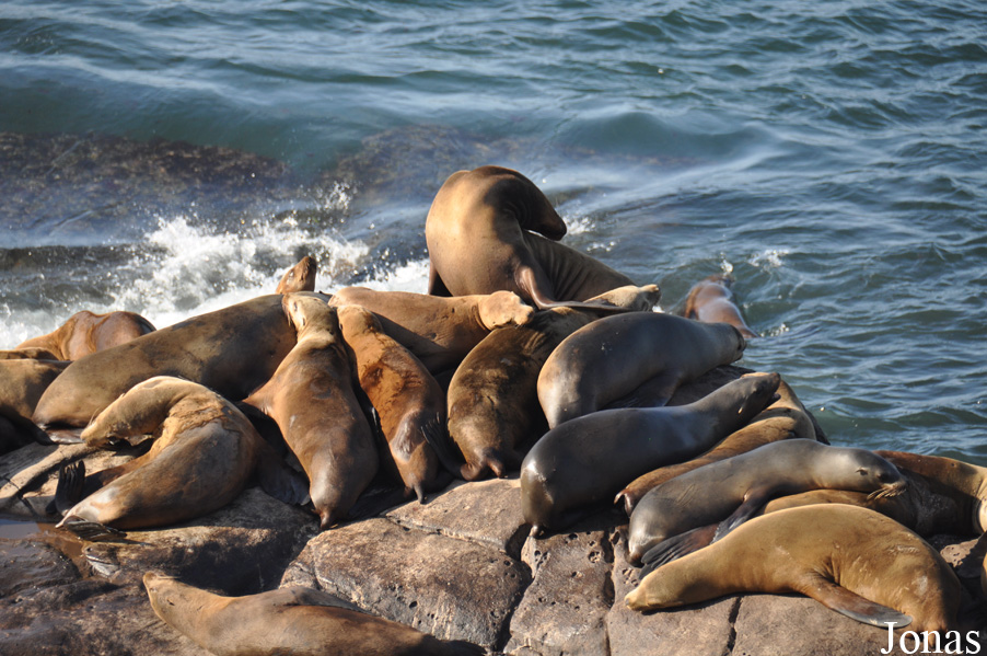 Zalophus californianus / La Jolla