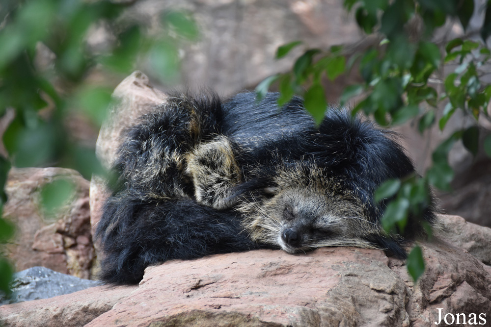 Arctictis binturong