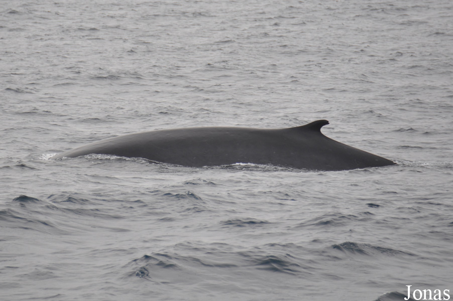 Balaenoptera physalus / San Diego