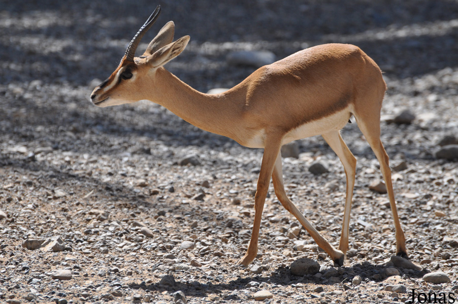 Gazella gazella cora