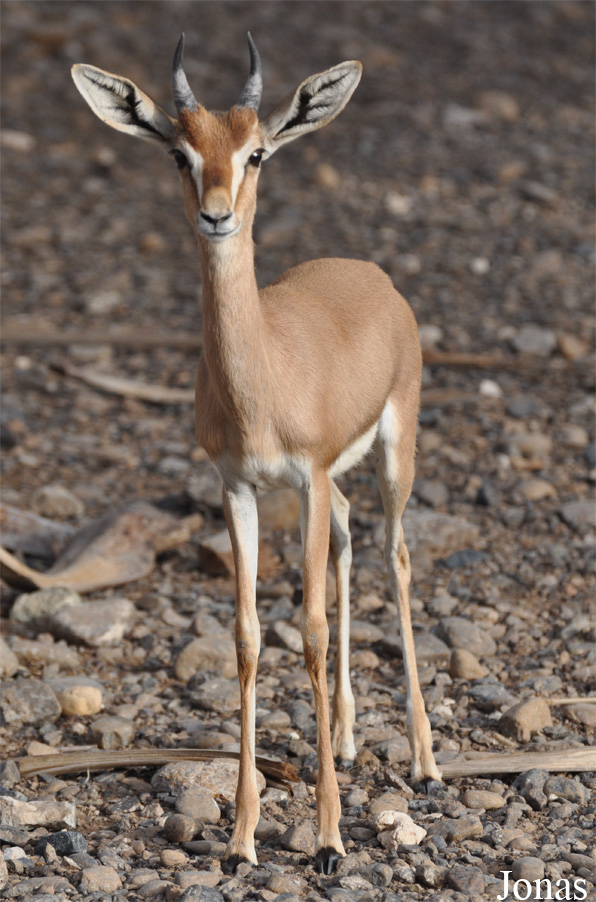Gazella gazella cora