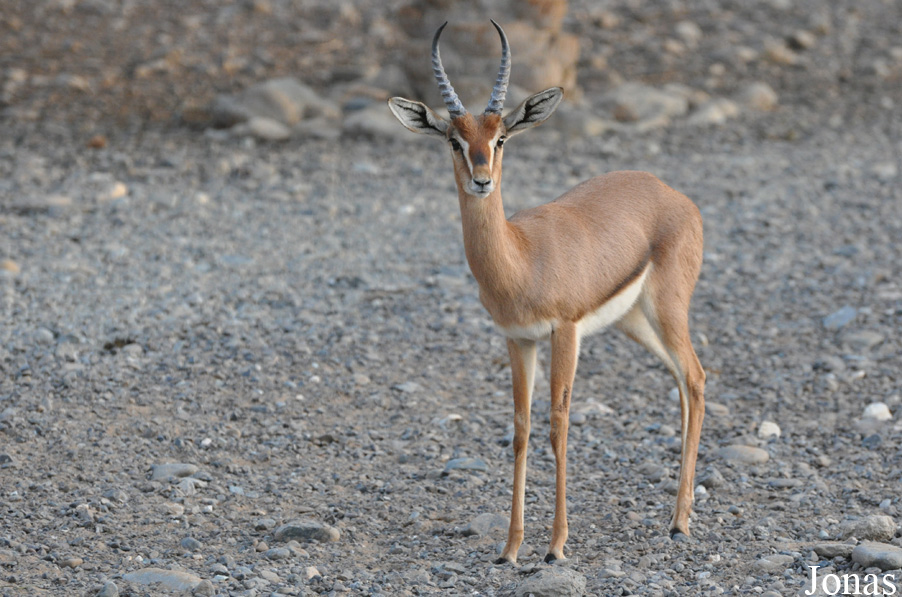 Gazella gazella cora