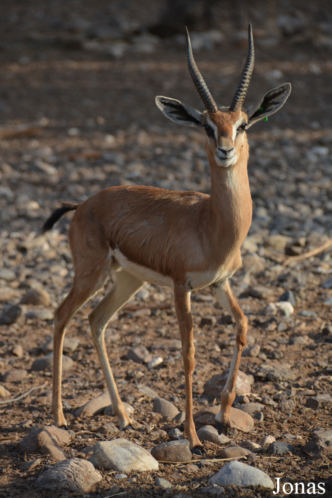 Gazella gazella cora