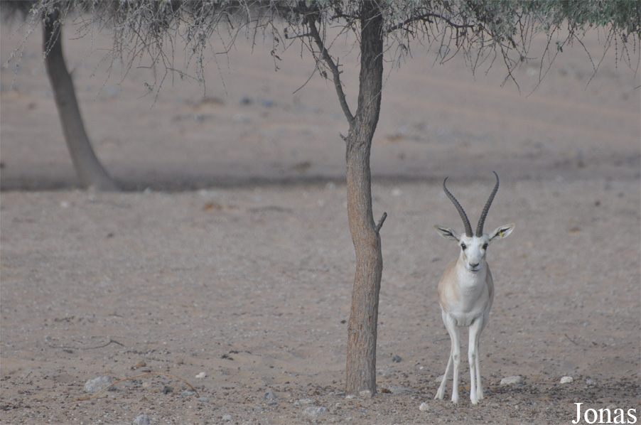 Gazella subgutturosa marica