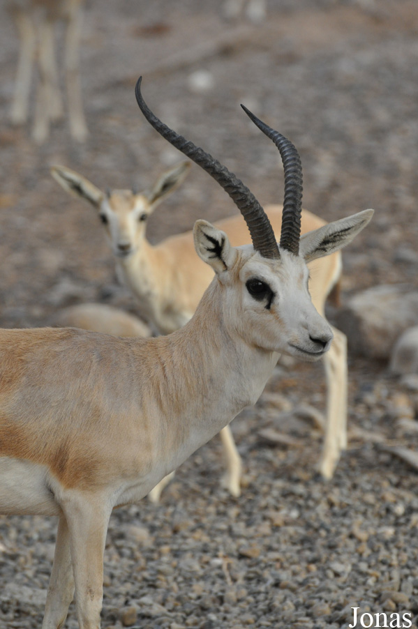 Gazella subgutturosa marica