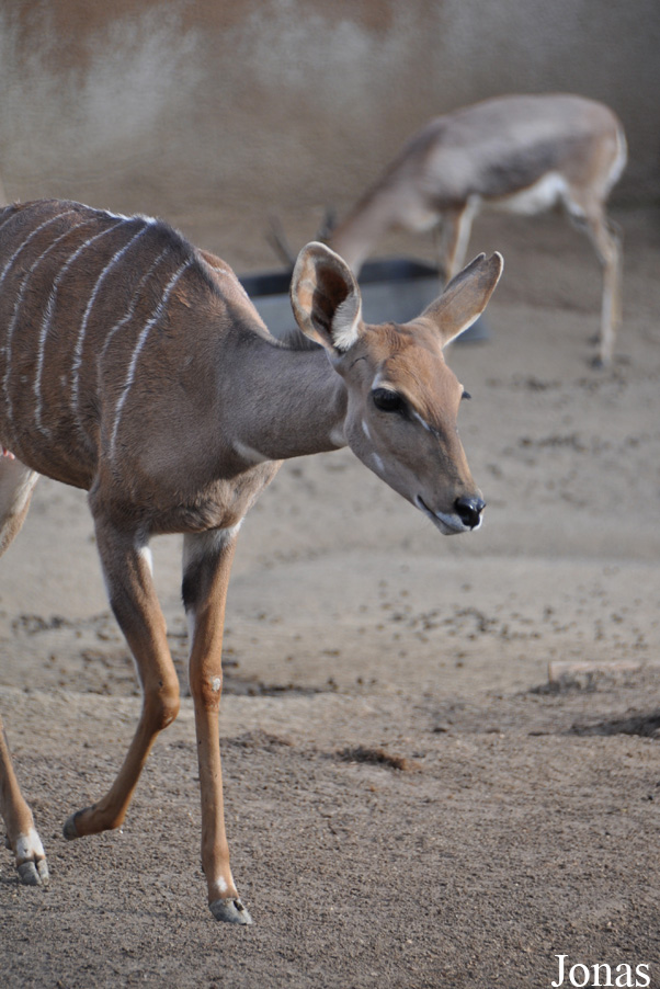 Tragelaphus imberbis australis