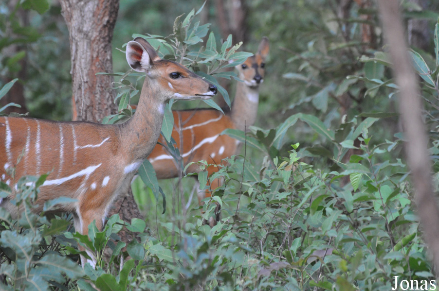 Tragelaphus scriptus phaleratus / Mole National Park