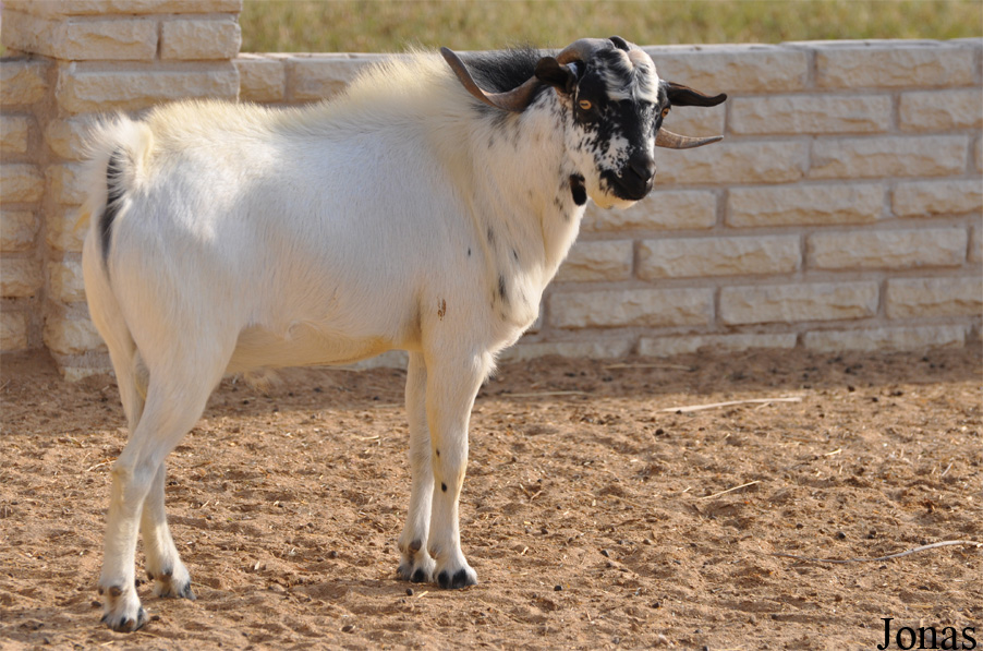 Chèvre Faror