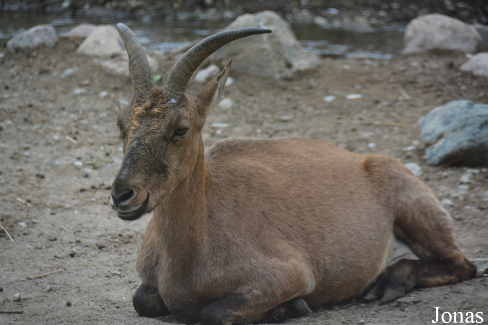 Capra cylindricornis