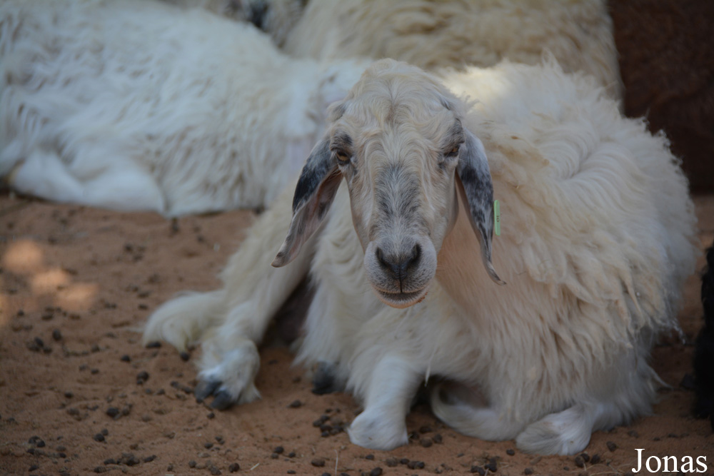 Mouton Awassi