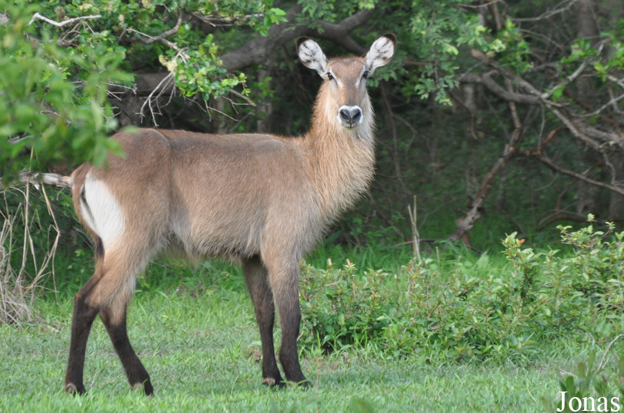 Kobus ellipsiprymnus defassa / Mole National Park
