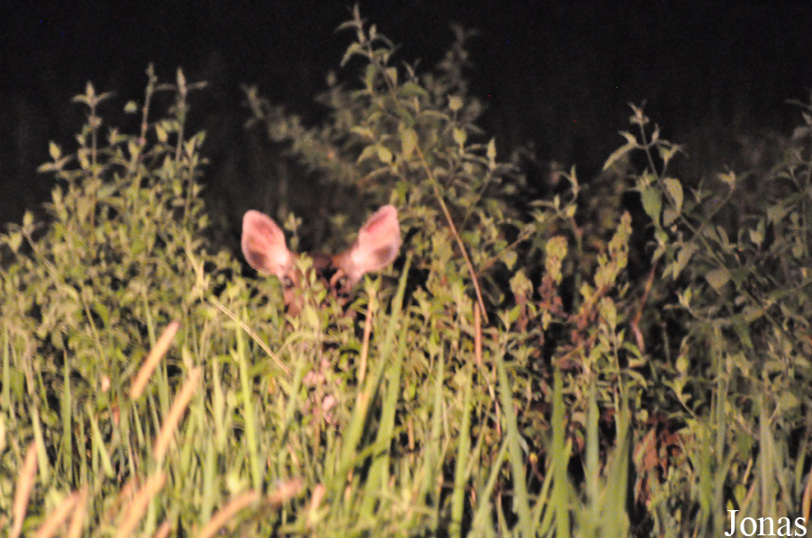 Rusa unicolor cambojensis / Cat Tien National Park
